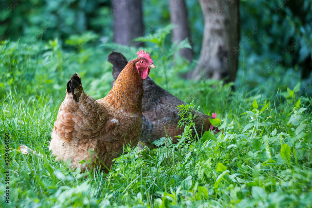 Fototapeta premium free range chicken