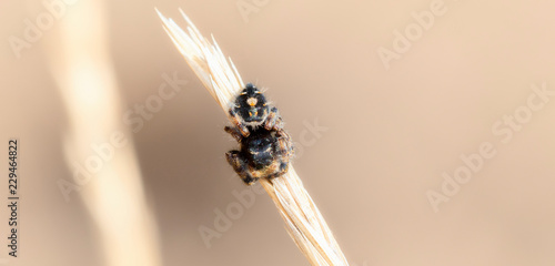 Macro of a Colorful & Bright, a Beautiful Bold Jumping Spider (Phidippus audax) on a Dried Stalk of Grass in Colorado on a Fall Day