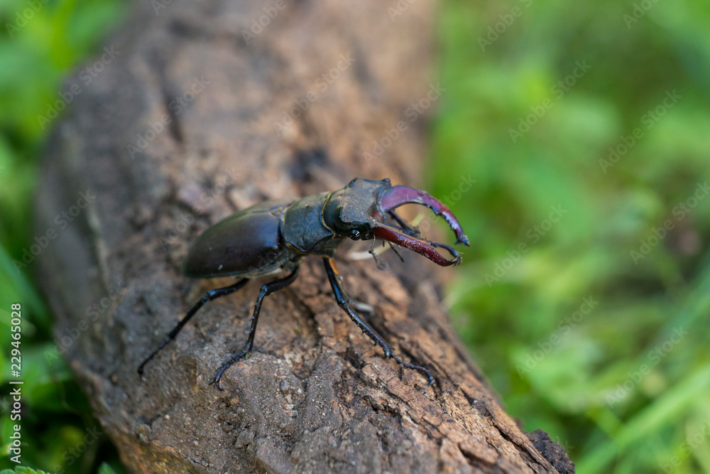 Lucanus cervus is the best-known species of stag beetle Lucanus cervus is the best-known species of stag beetle