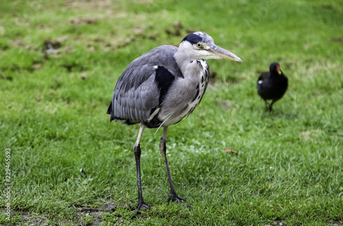Common heron in a park
