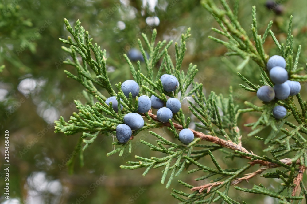 Closeup of juniper red cedar tree branches with blue berries Stock Photo Adobe Stock