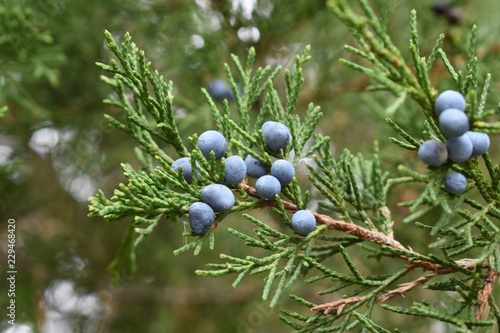 Closeup of juniper red cedar tree branches with blue berries