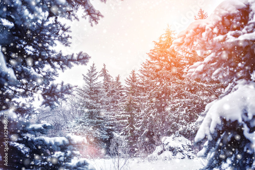 Frosty winter landscape in snowy forest. Pine branches covered with snow in winter weather. Christmas background with fir trees