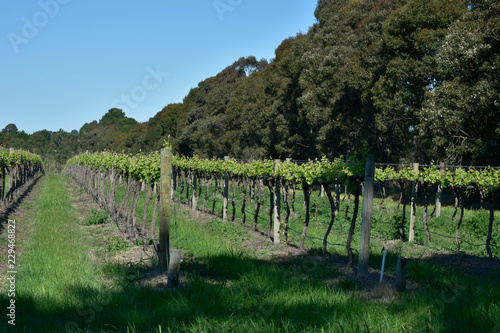 Vineyard at Melbourne. Victoria. Australia.