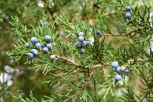 Closeup of juniper red cedar tree branches with blue berries