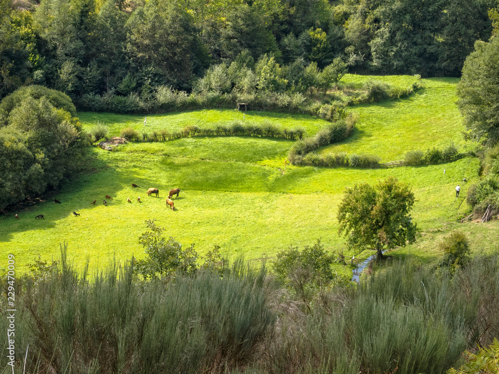 Grazing cows and goats in the lush meadow in the valley - Vilasinde, Castile and Leon, Spain
