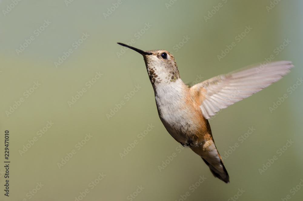 Fototapeta premium Adorable Little Rufous Hummingbird Hovering in Flight Deep in the Forest