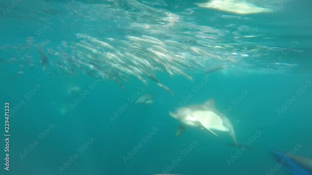 Common dolphins feeding on sardines during the sardine run, Wild Coast, South Africa. Common dolphins feeding on sardines during the sardine run, Wild Coast, South Africa.
