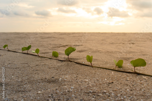 Bayhops or beach morning glory with sunset sky. photo