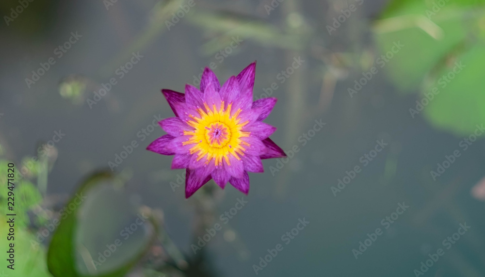Background is the lotus leaf and lotus bud and lotus flower and tree Background is the lotus leaf and lotus bud and lotus flower and tree