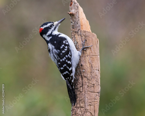 Male hairy woodpecker perching on a dead tree, Ottawa, Canada photo