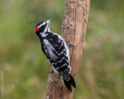 Male hairy woodpecker perching on a dead tree, Ottawa, Canada