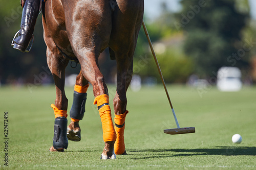 polo argentino photo