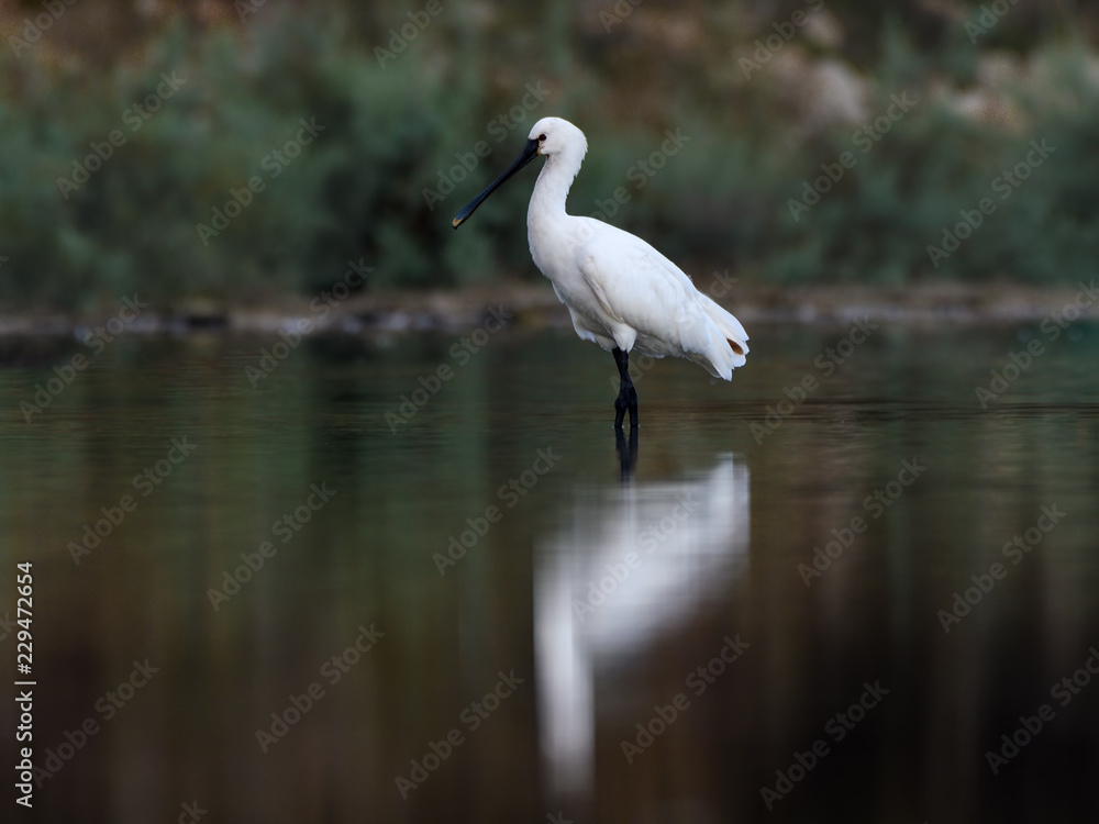 Eurasian Spoonbill with Reflection Foraging on the Pond Eurasian Spoonbill with Reflection Foraging on the Pond