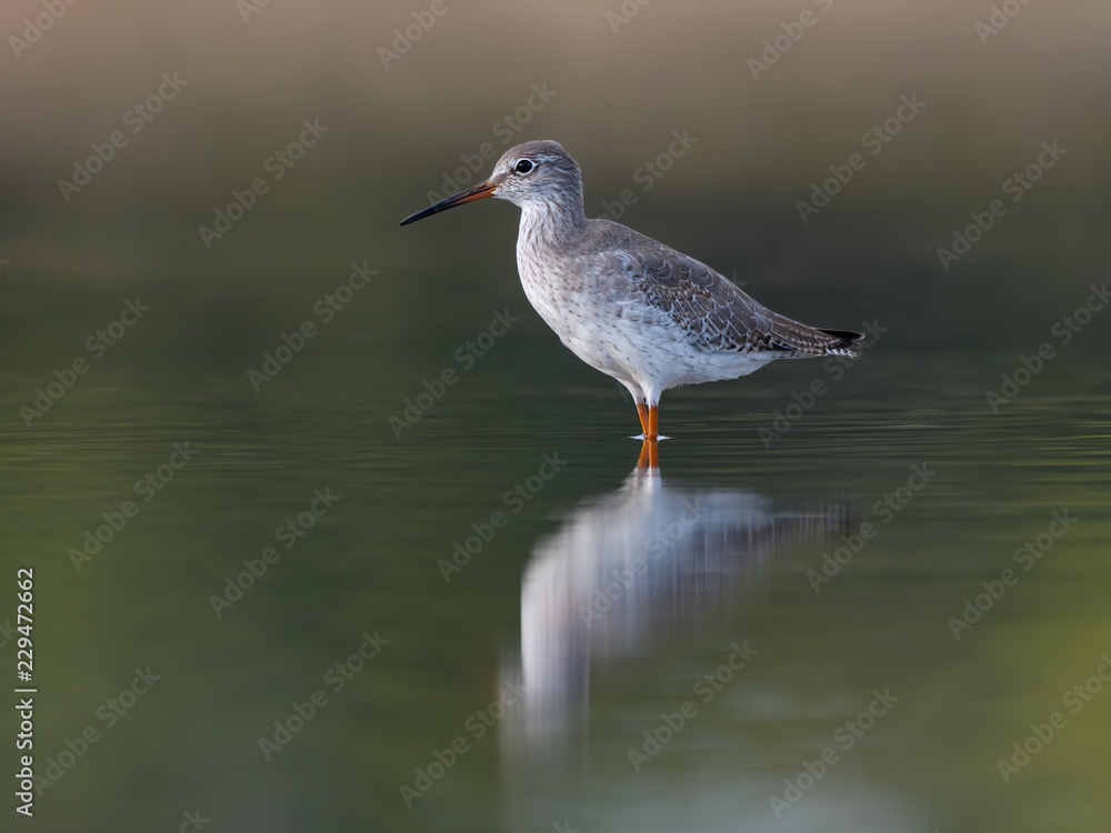 Common Redshank Foraging on the Pond In Early Morning Light Common Redshank Foraging on the Pond In Early Morning Light