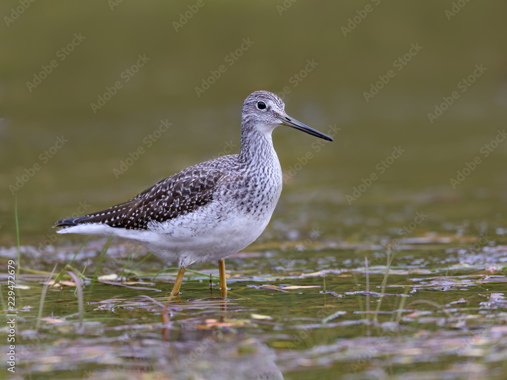 Greater Yellowlegs Closeup Portrait Greater Yellowlegs Closeup Portrait