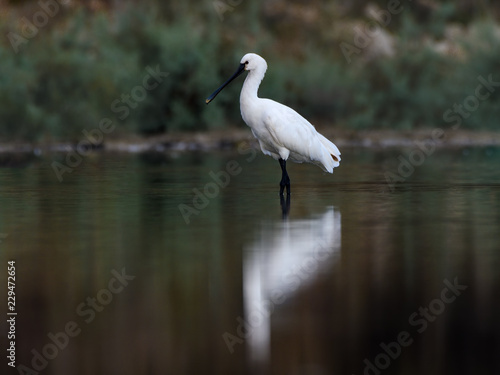 Eurasian Spoonbill with Reflection Foraging on the Pond