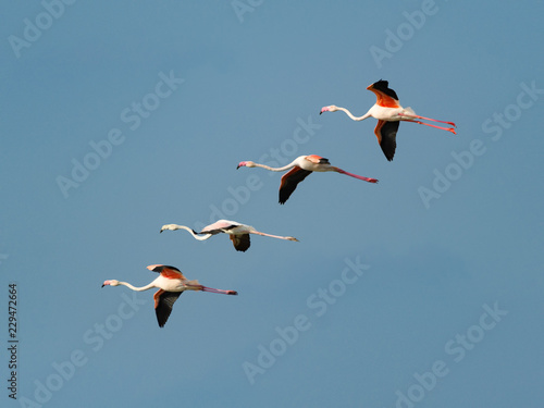 Flock of Four Greater Flamingos in Flight on Blue Sky
