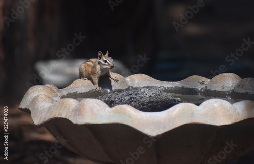 Fototapeta Naklejka Na Ścianę i Meble -  Chipmunk on birdbath