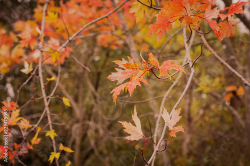 Autumn Leaves