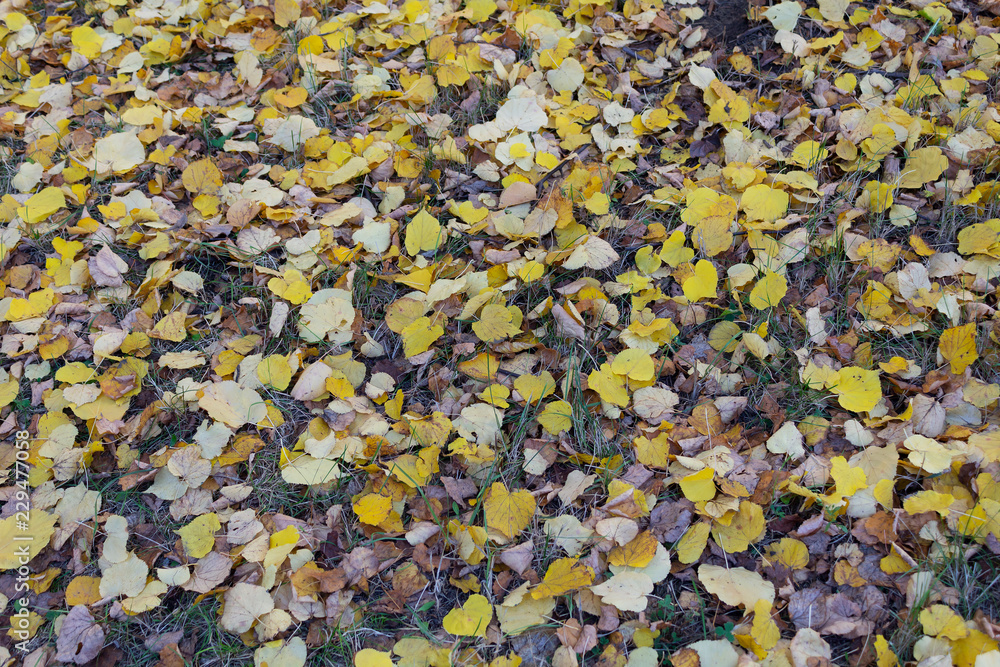 Grass, yellow leaves on the ground Grass, yellow leaves on the ground