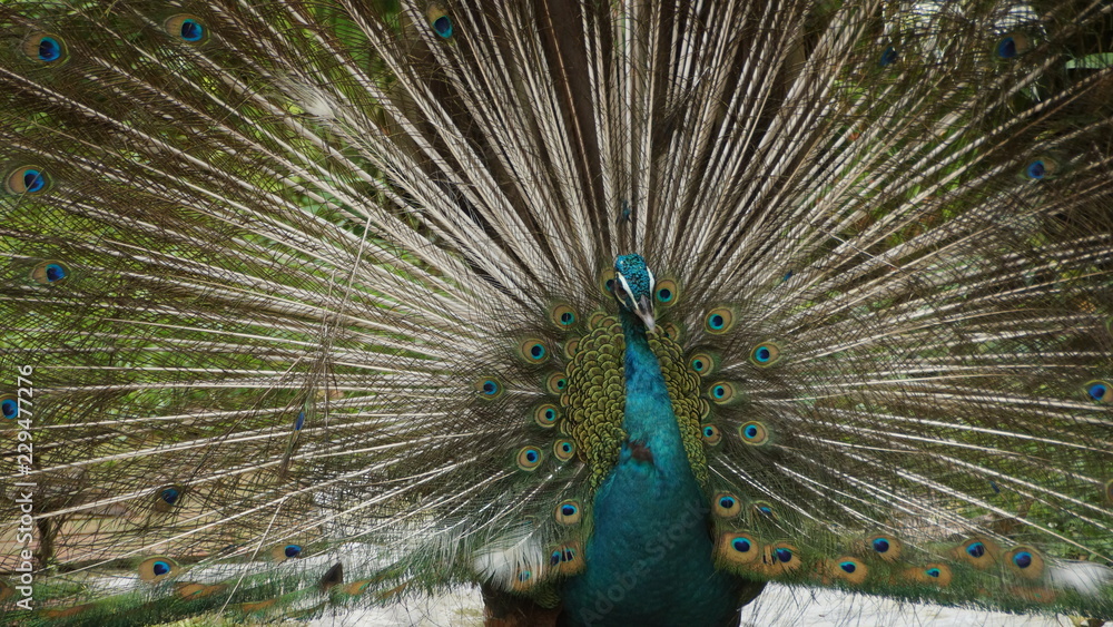 Obraz premium The Indian peafowl or blue peafowl, a large and brightly coloured bird, is a species of peafowl native to South Asia, but introduced in many other parts of the world