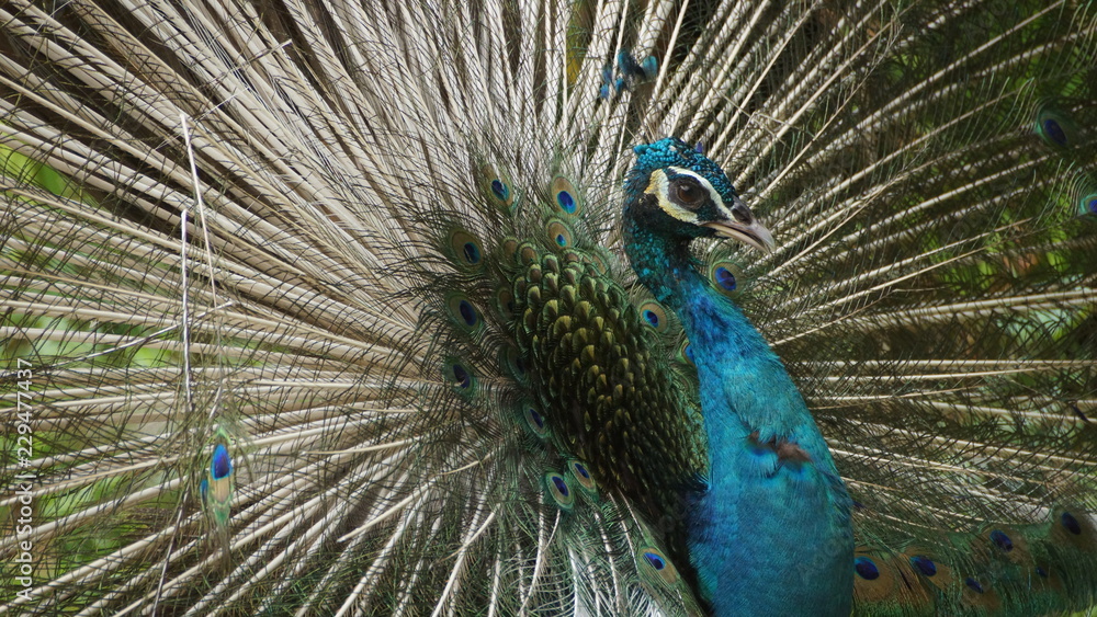 Obraz premium The Indian peafowl or blue peafowl, a large and brightly coloured bird, is a species of peafowl native to South Asia, but introduced in many other parts of the world