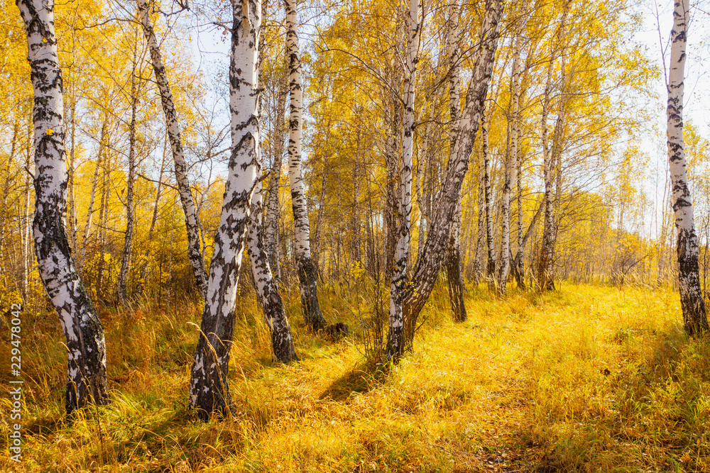 Beautiful autumn forest with different trees Beautiful autumn forest with different trees