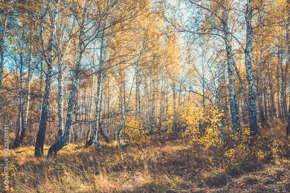Fototapeta premium Beautiful autumn forest with different trees