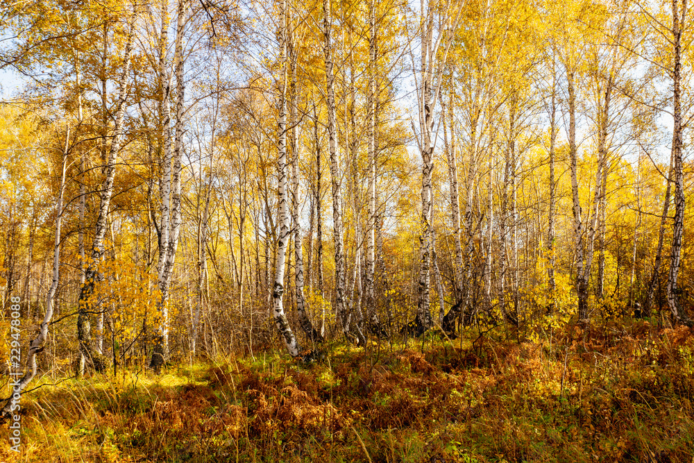 Beautiful autumn forest with different trees