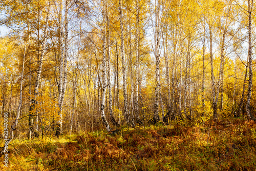 Beautiful autumn forest with different trees © maxandrew