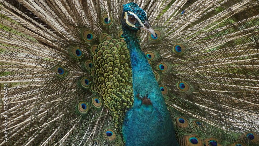 Obraz premium The Indian peafowl or blue peafowl, a large and brightly coloured bird, is a species of peafowl native to South Asia, but introduced in many other parts of the world