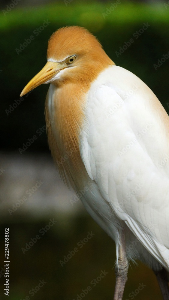 Obraz premium The cattle egret is a cosmopolitan species of heron found in the tropics, subtropics and warm temperate zones. It is the only member of the monotypic genus Bubulcus