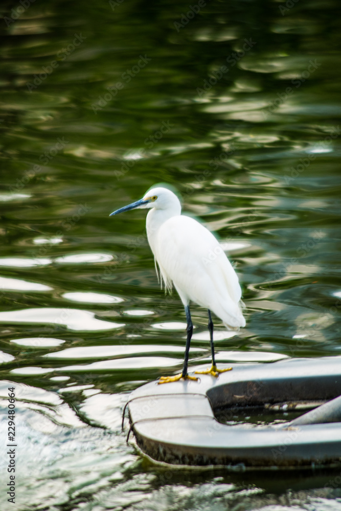 Obraz premium Little Egret