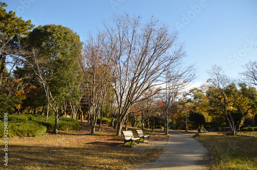 初冬の朝、遊歩道の側にすっかり葉を落とした木立とベンチがある公園の風景