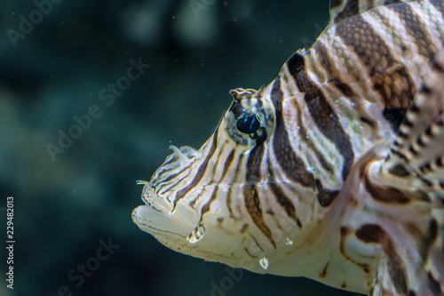 Lion Fish in Sea Water Tank Thailand Aquarium Museum.