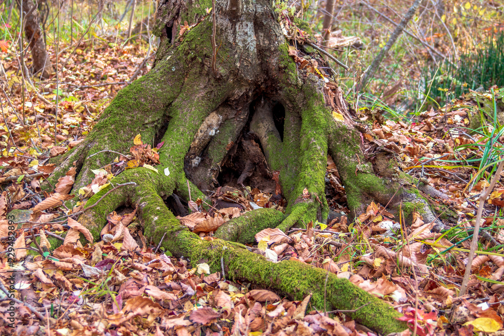 Roots of a tree in the forest on the background of autumn leaves