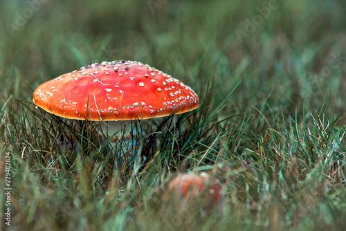 Obraz na płótnie Bright Red Mushroom w salonie