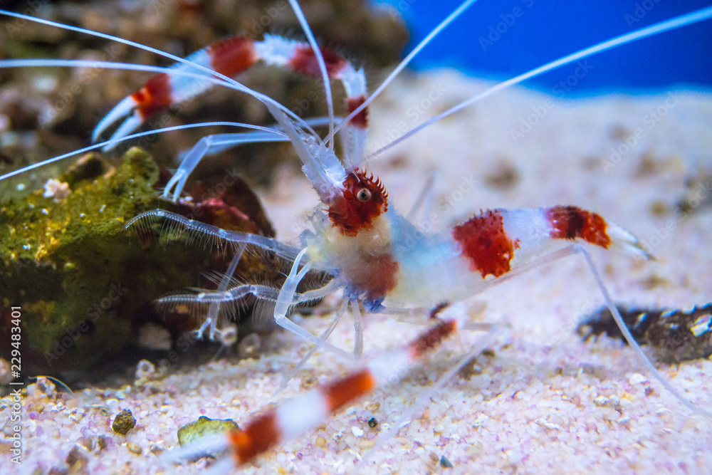 Little Shimp in water sea tank Thailand sea museum. Stock Photo | Adobe ...