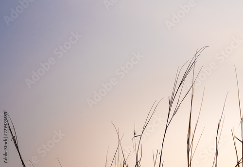Dried blade of grass in the evening light