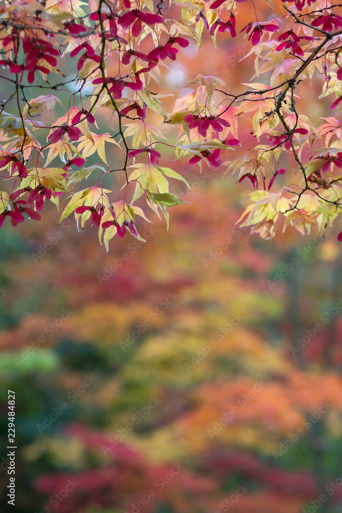 Vibrant fall color in a Japanese garden, Japanese maple leaves and branches back lit by the sun
Vibrant fall color in a Japanese garden, Japanese maple leaves and branches back lit by the sun