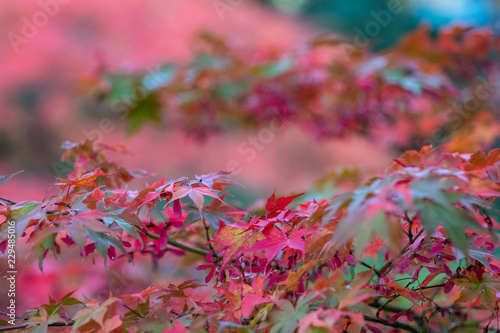 Close-up of red and green Japanese maple leaves and seed pods hanging on a branch with more Japanese maples in the background 