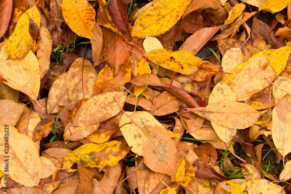 A lot of yellowed leaves on the ground. Background of fallen leaves. The concept of the onset of autumn