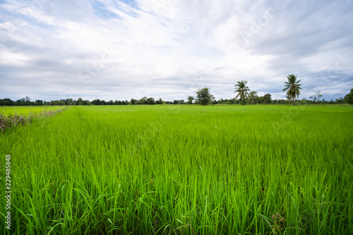 Green rice field in a cloudy day