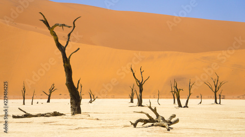 Trees in Deadvalei Namibia © DARIO