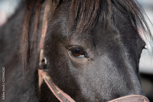 Black horse portrait up close