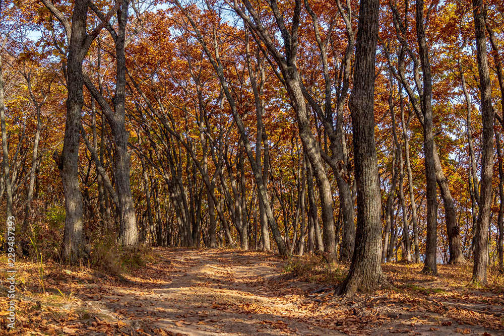 Autumn in the Far Eastern Russian forest. Sunny day and dirt road Autumn in the Far Eastern Russian forest. Sunny day and dirt road