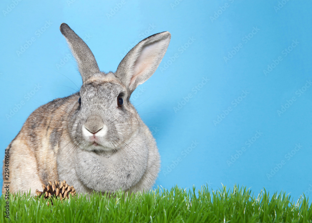 Obraz premium Adorable gray and brown bunny sitting in green grass looking to viewers left, pine cone on grass, blue background with copy space.