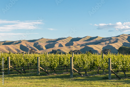 sunset over vineyard with rolling hills in background, blue sky and copy space above photo