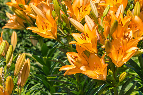 Fototapeta Naklejka Na Ścianę i Meble -  closeup of bright orange lily flowers and buds
